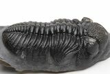 Prone, Drotops Trilobite - Excellent Eye Detail #230485-3